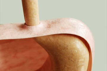 Stomach entrance and diaphragm in a healthy condition - 3D rendering