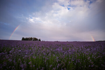 Regenbogen über Lavendelfeld, Bayern 