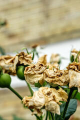 Dead Rose Flowers With Seed Pods