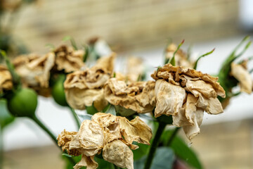 Dead Rose Flowers With Seed Pods