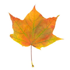 Feuille morte d'érable en automne	