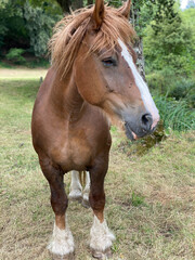 Naklejka na ściany i meble Portrait eines braunen Pferdes. Der Hengst schaut zur Seite und zeigt seine Mähne und hat einen weißen Streifen auf seinem Kopf
