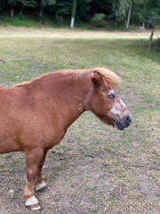 Nahaufnahme eines Pony von vorne mit dem Kopf des Pferdes im Profil