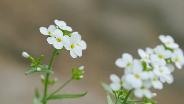 White flowers arabis alpina caucasica. Lobularia maritima. Macro view.