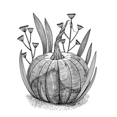 Pumpkin in the grass. Autumn illustration. Hand-drawn in the style of engraving