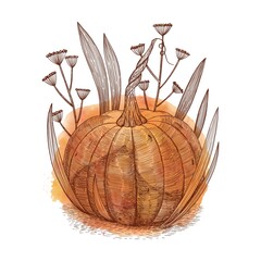 Pumpkin in the grass on an orange background. Hand-drawn in the style of engraving