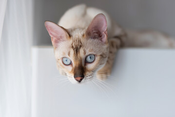 Young domestic cat of light color lies on the surface, looking to the side. bengal breed snow lars