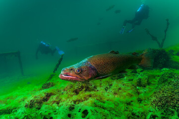 A large unhealthy black Rainbow Trout swimming in cloudy freshwater