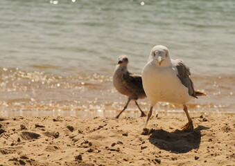 Seagull on the sea