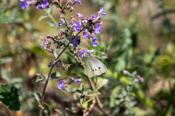 Small white butterfly on catmint.