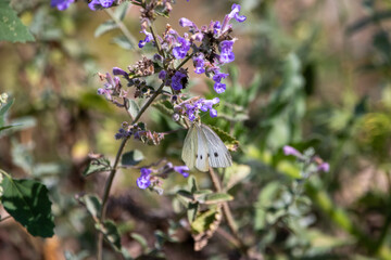 Small white butterfly on catmint.