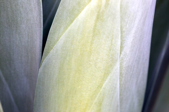 Close-up of agave leaves
