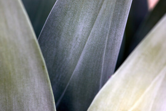 Close-up of agave leaves