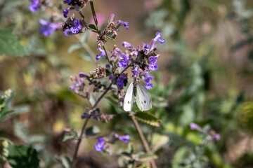 Small white butterfly on catmint.