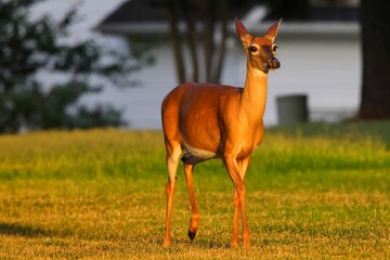 White-tailed deer standing on grassland at sunset with blur trees background