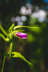 Beautiful flowers in the green grass. Flower close-up in the thicket.