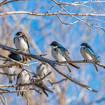 Swallows Perching In Tree In Springtime