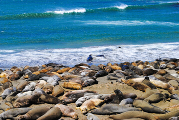 Seals on a Beach
