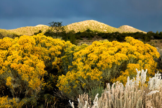 United States, New Mexico, Santa Fe, Chamisa (Ericameria nauseosa) growing in desert