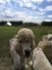 cute funny alpaca asking for food on the background of blue sky and fields. Animal farm with llamas