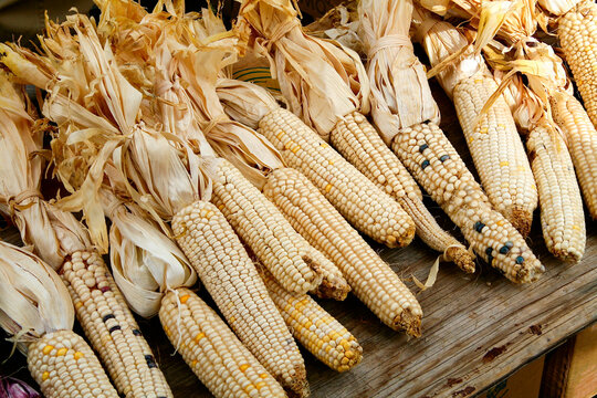 Dried Indian corn&nbsp;at farmers market