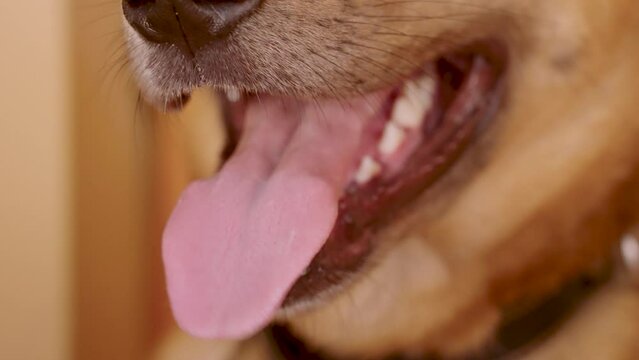 Closeup muzzle of a dog, wet nose and open mouth with tongue out, rapidly breathing while resting on the floor on a warm day
