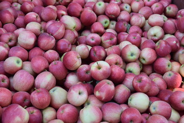 Lots of red and yellow apples for background. Apple orchard harvest for cider and pies