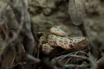 Banded Rock Rattlesnake from SE Arizona 