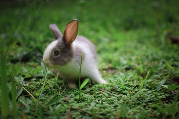 Naklejka na ściany i meble rabbit on grass