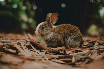 rabbit in the grass