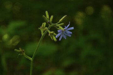 Obraz premium blue cornflower in the forest