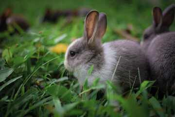 rabbit in the grass