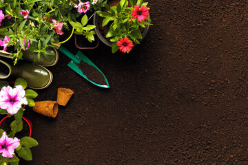 Plants flowers for planting in the ground on the soil. Gardening concept © Olga