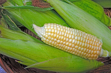 corn cobs, fresh and ripe corn cobs, open and closed in a basket,