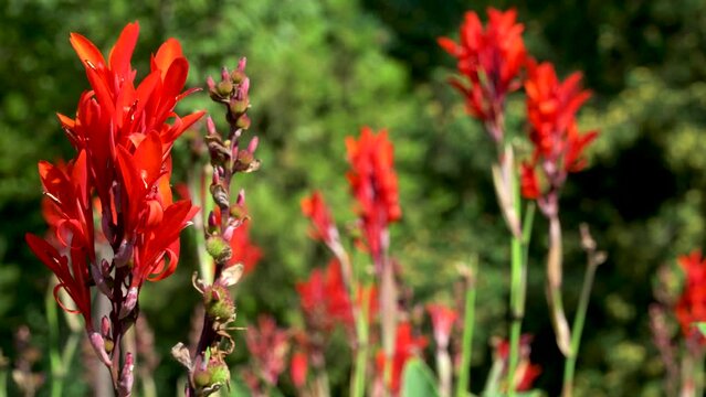 Canna lily flowers bloom in the garden. Rolling focus through