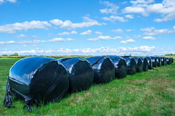 Obraz premium Verpakte hooibalen || Packed hay bales