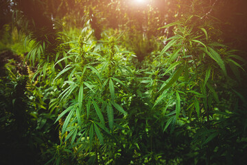 Cannabis plantation close-up. Bushes of cannabis. Leaves of narcotic plants for the manufacture of anasha