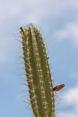 Naklejka premium Kaktus