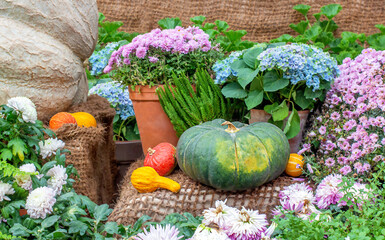 Pumpkins of different varieties and flowers in pots, front view. Autumn harvest, thanksgiving.