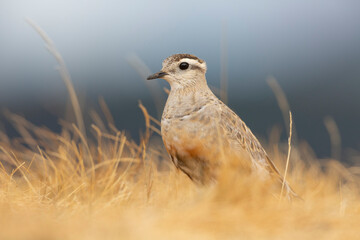 Eurasian dotterel (Charadrius morinellus) foraging through the heather of the Italy.