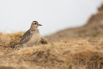 Eurasian dotterel (Charadrius morinellus) foraging through the heather of the Italy.