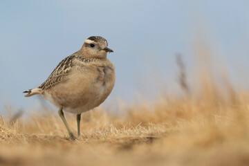 Eurasian dotterel (Charadrius morinellus) foraging through the heather of the Italy.
