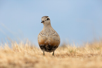 Eurasian dotterel (Charadrius morinellus) foraging through the heather of the Italy.