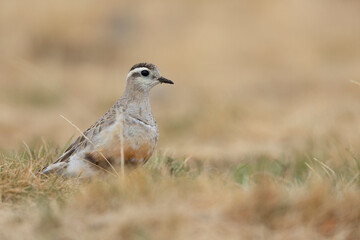 Eurasian dotterel (Charadrius morinellus) foraging through the heather of the Italy.