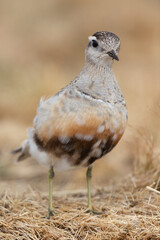 Eurasian dotterel (Charadrius morinellus) foraging through the heather of the Italy.