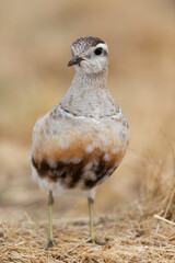Eurasian dotterel (Charadrius morinellus) foraging through the heather of the Italy.
