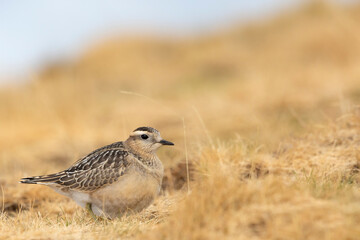Eurasian dotterel (Charadrius morinellus) foraging through the heather of the Italy.