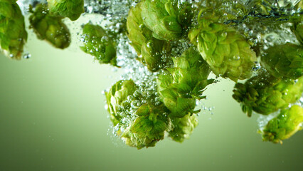 Green fresh hop cones in water for making beer.