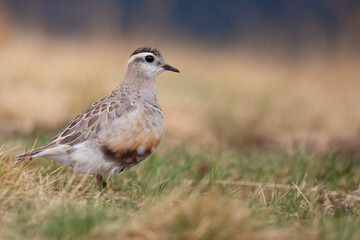 Obraz premium Eurasian dotterel (Charadrius morinellus) foraging through the heather of the Italy.