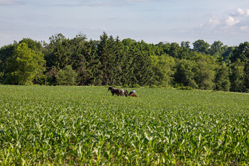 Obraz premium Amish farmer working in his corn field on a sunny summer day in Holmes County, Ohio